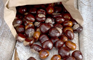 ciatoscana_castagne.jpg