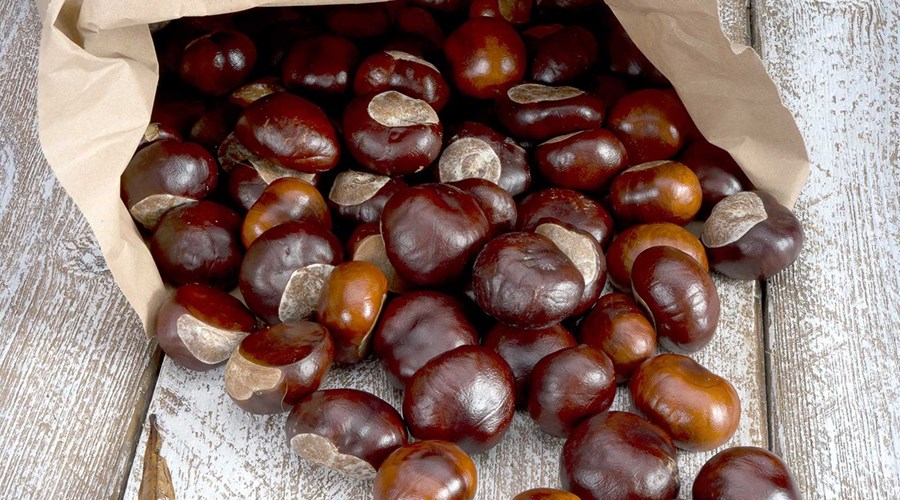 ciatoscana_castagne.jpg
