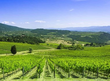 azienda agricola corbucci