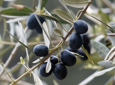 olive-seggiano