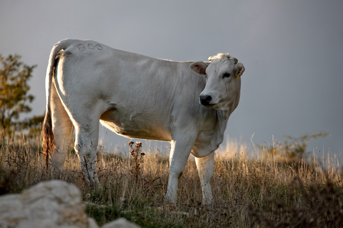 CHIANINA MEAT