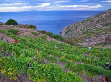 vino-ansonaco-isola-del-giglio