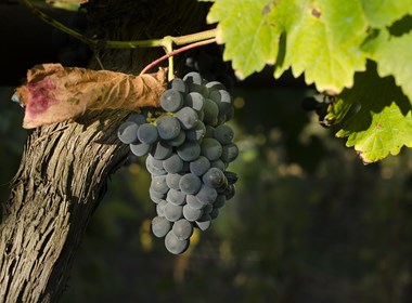 montecucco