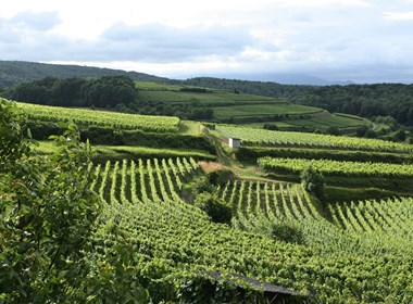 azienda-agricola-biologica-massimo-ciarci