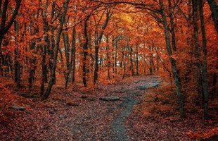 Foliage-Toscana.jpg
