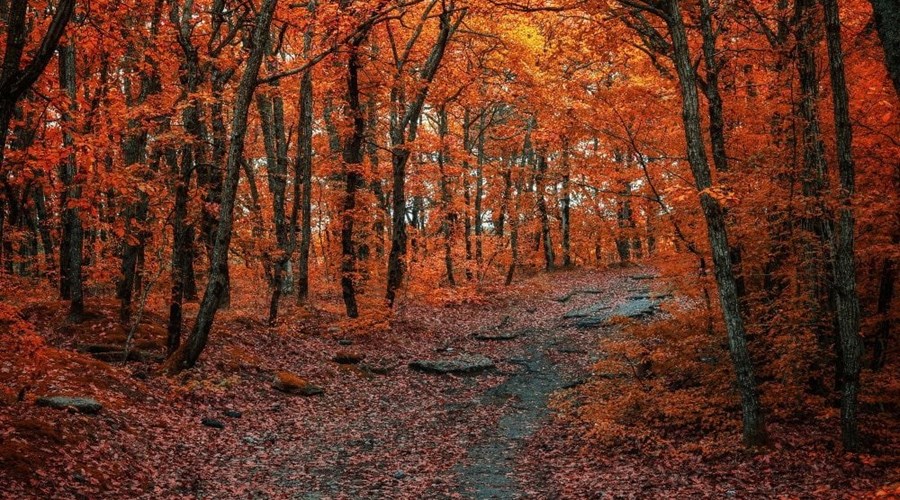 Foliage-Toscana.jpg