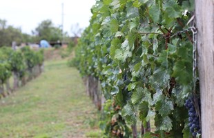 wine-2760576_960_720.jpg