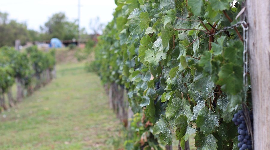 wine-2760576_960_720.jpg