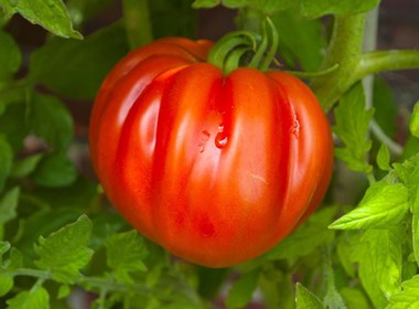 Pomodoro-Canestrino-di-Lucca