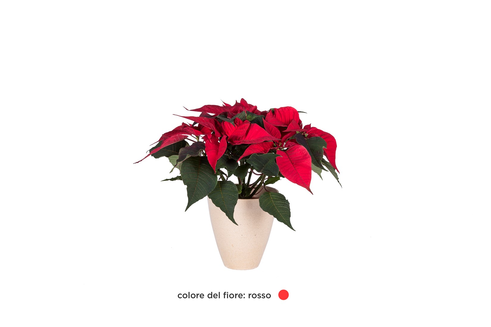 Stella Di Natale Youtube.Poinsetta Stella Di Natale Euphorbia Pulcherrima Regala Salute It S Tuscany