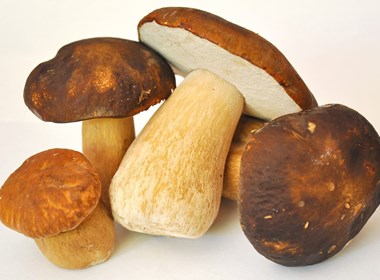 funghi-porcini